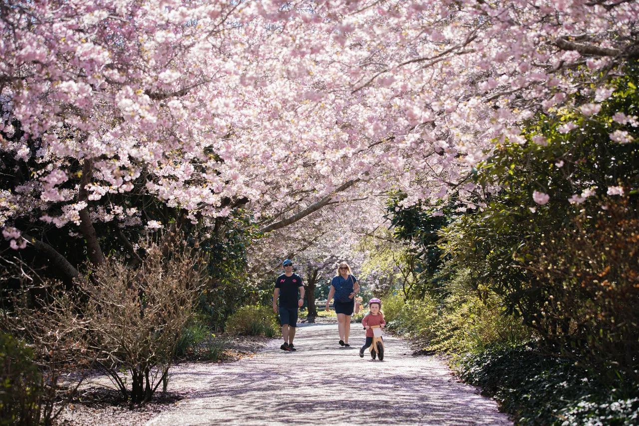 MOSGIEL_MemorialGardensSpring_003_DunedinNZ