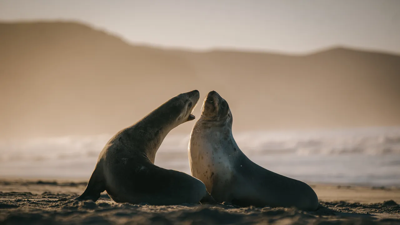 SCENIC_SeaLionsAllansBeach_036_DunedinNZ