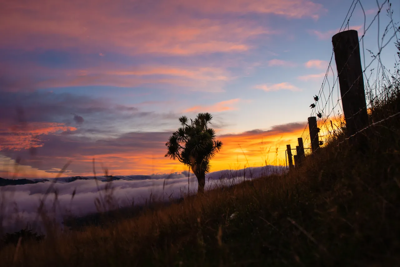 SCENIC_PeninsulaTree_003_DunedinNZ
