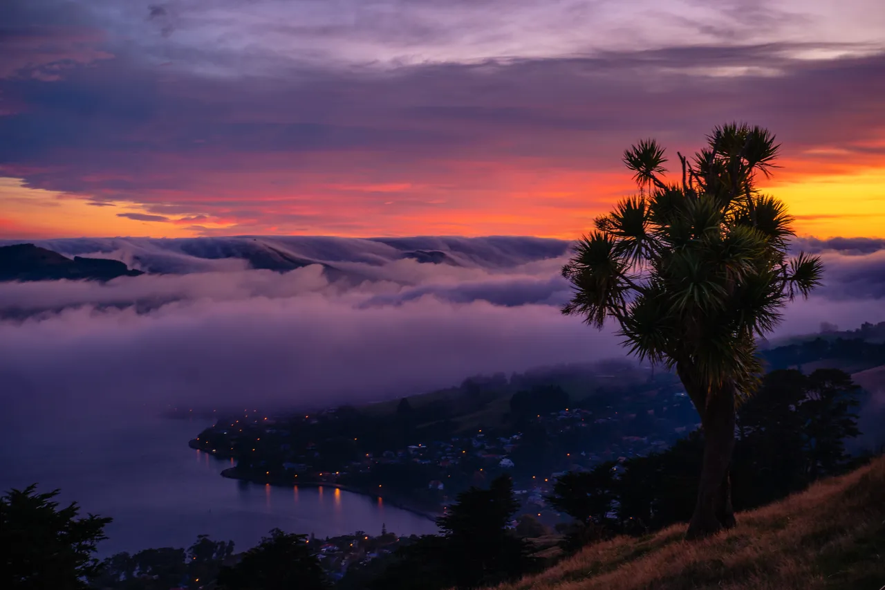 SCENIC_PeninsulaTree_013_DunedinNZ