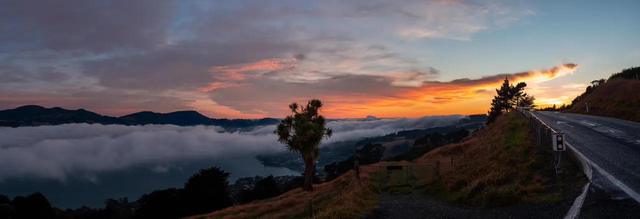 SCENIC_PeninsulaTree_001_DunedinNZ