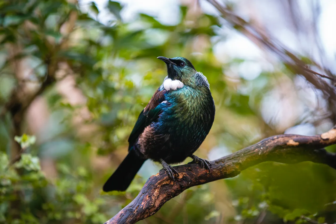 WILDLIFE_OrokonuiEcosanctuary_047DunedinNZ