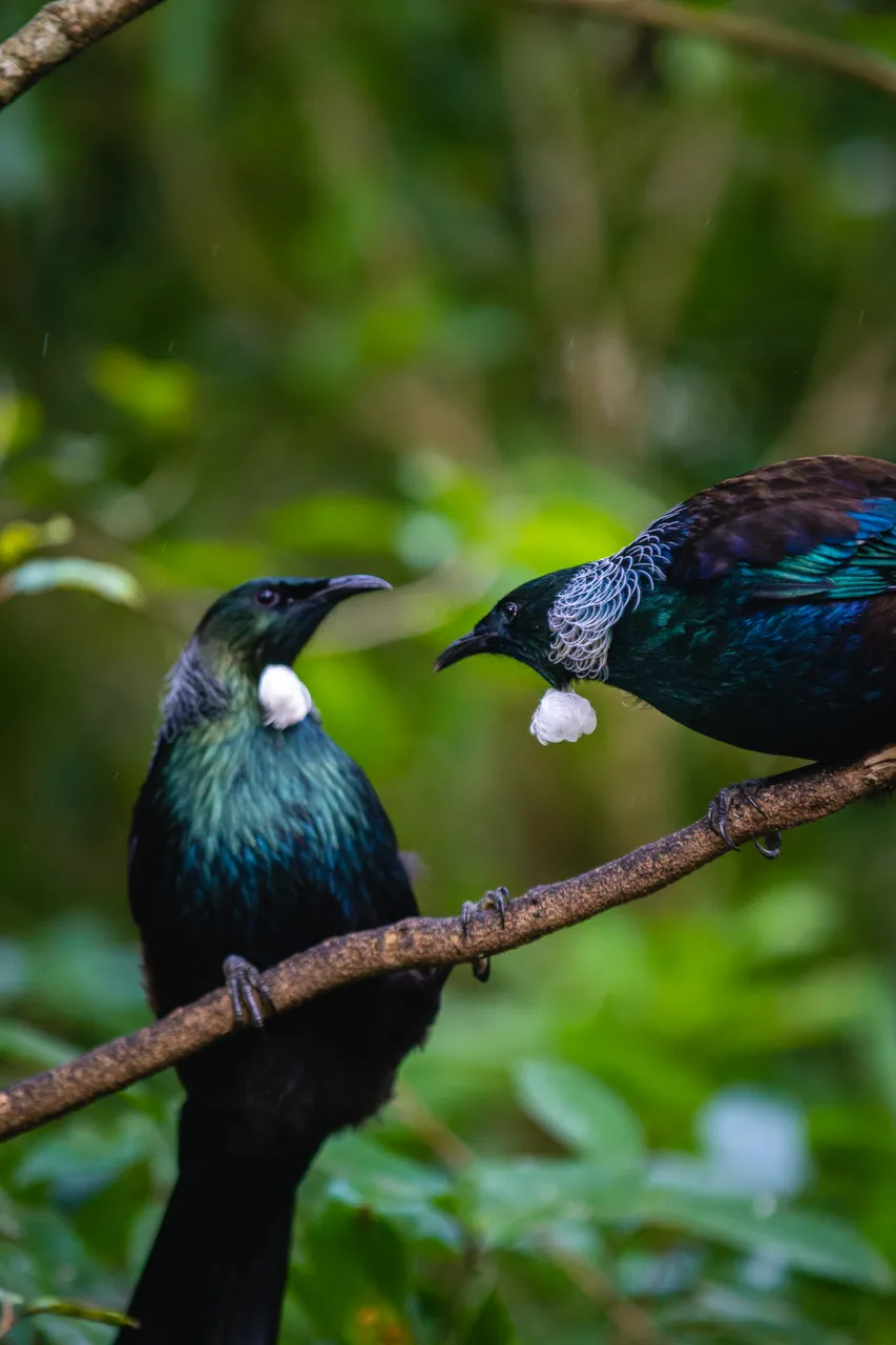 WILDLIFE_OrokonuiEcosanctuary_052DunedinNZ