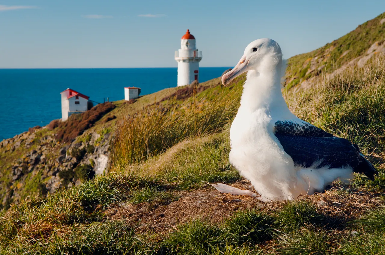 WILDLIFE_RoyalAlbatross_008_DunedinNZ