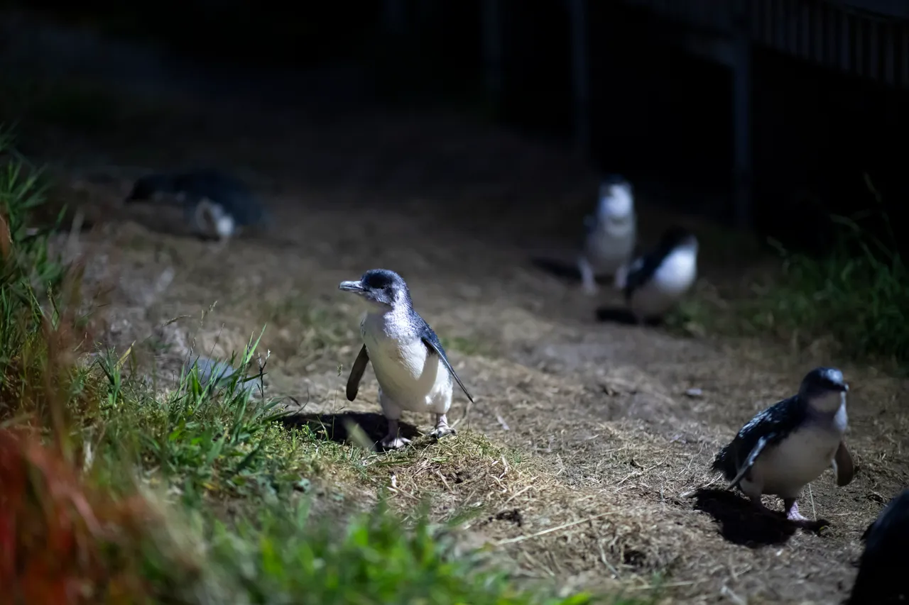 WILDLIFE_BluePenguinsPukekura_071_DunedinNZ