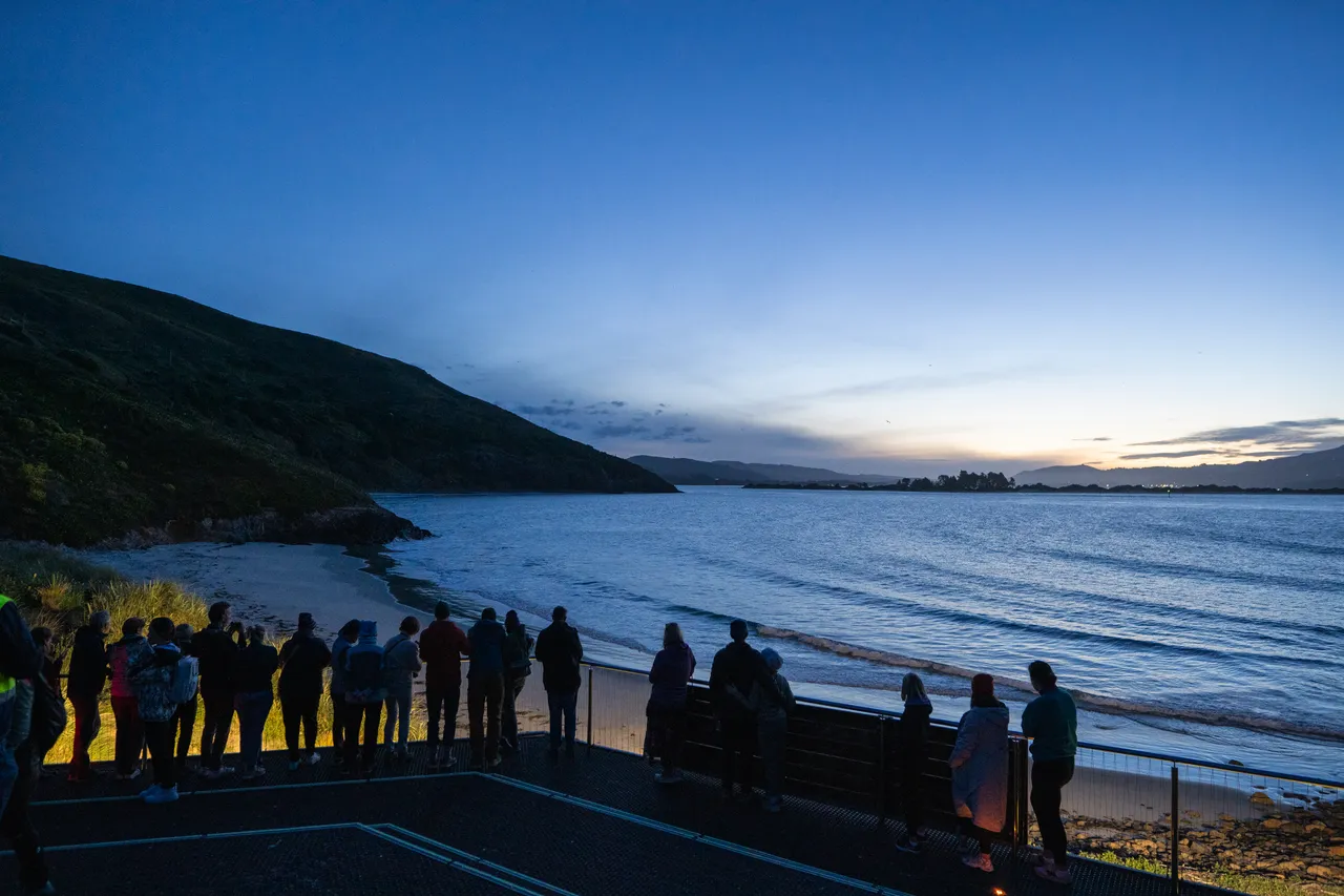 WILDLIFE_BluePenguinsPukekura_070_DunedinNZ