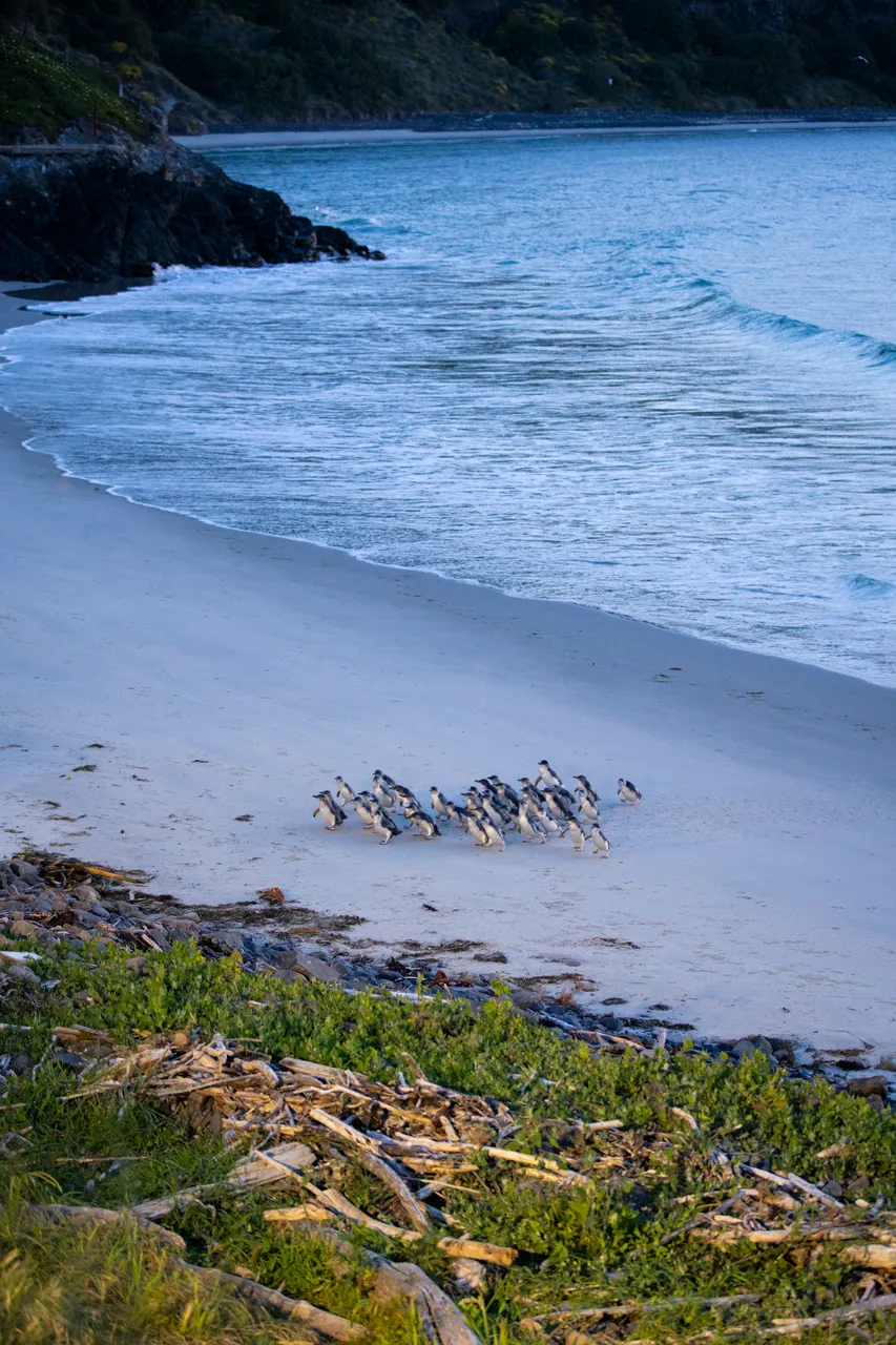 WILDLIFE_BluePenguinsPukekura_066_DunedinNZ