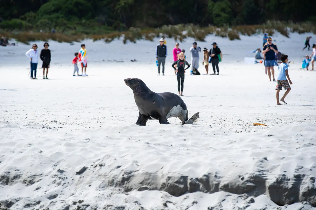 SCENIC_BrightonBeachSummer_043_DunedinNZ