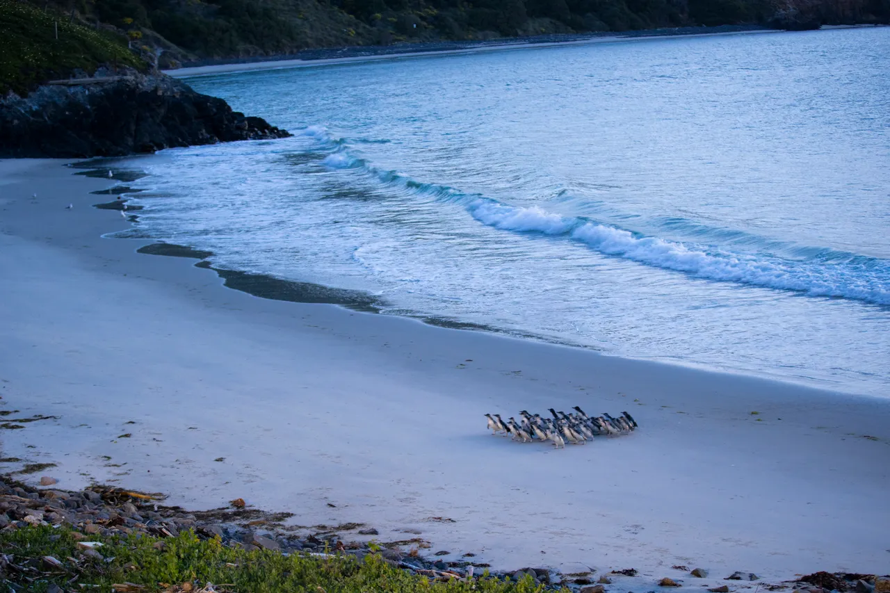WILDLIFE_BluePenguinsPukekura_065_DunedinNZ