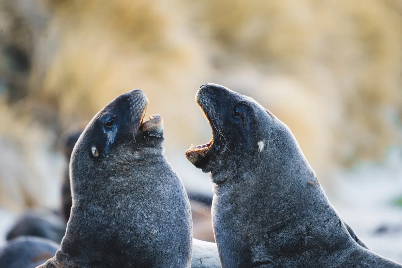 WILDLIFE_ClearwaterWildlifeTours_037_DunedinNZ