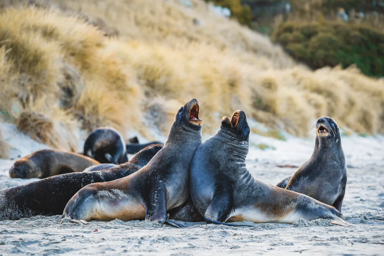 WILDLIFE_ClearwaterWildlifeTours_040_DunedinNZ