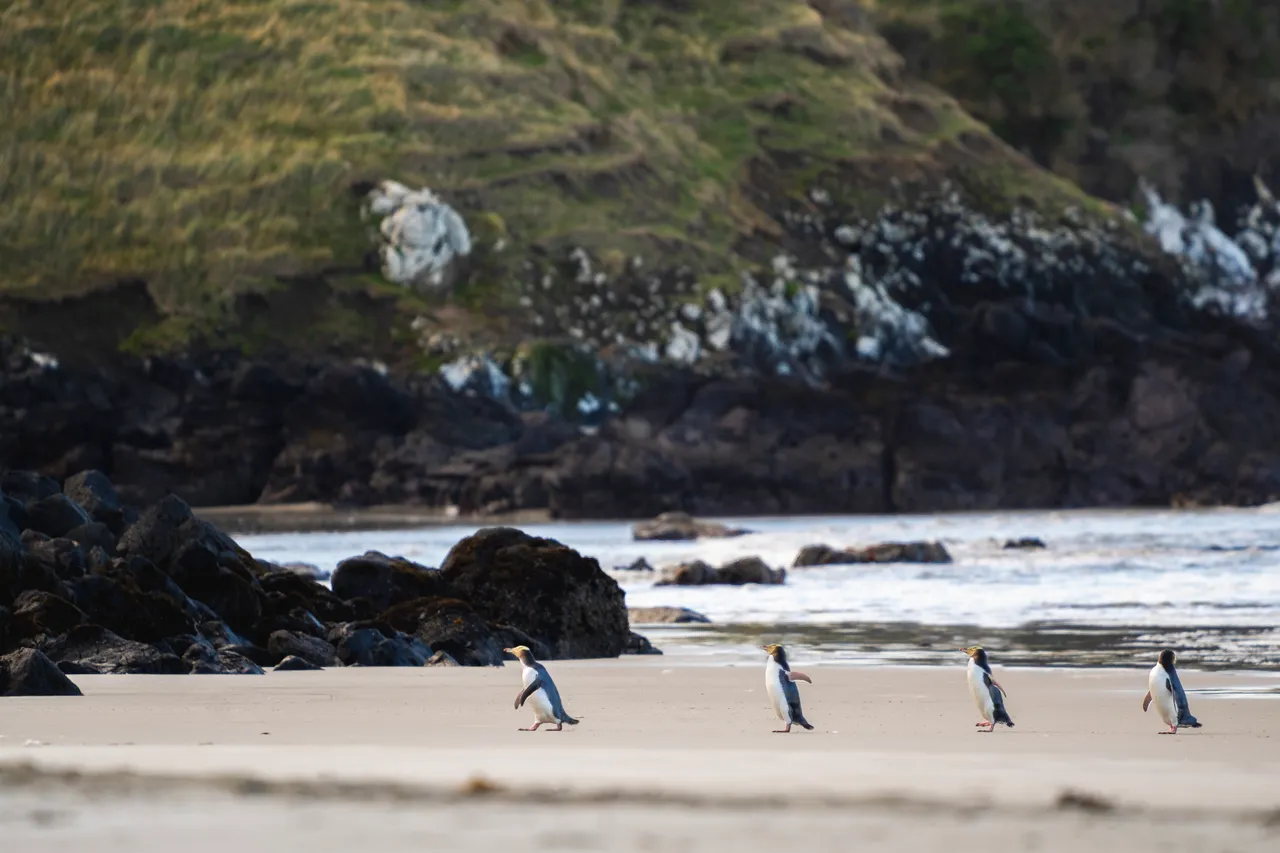 WILDLIFE_ClearwaterWildlifeTours_029_DunedinNZ