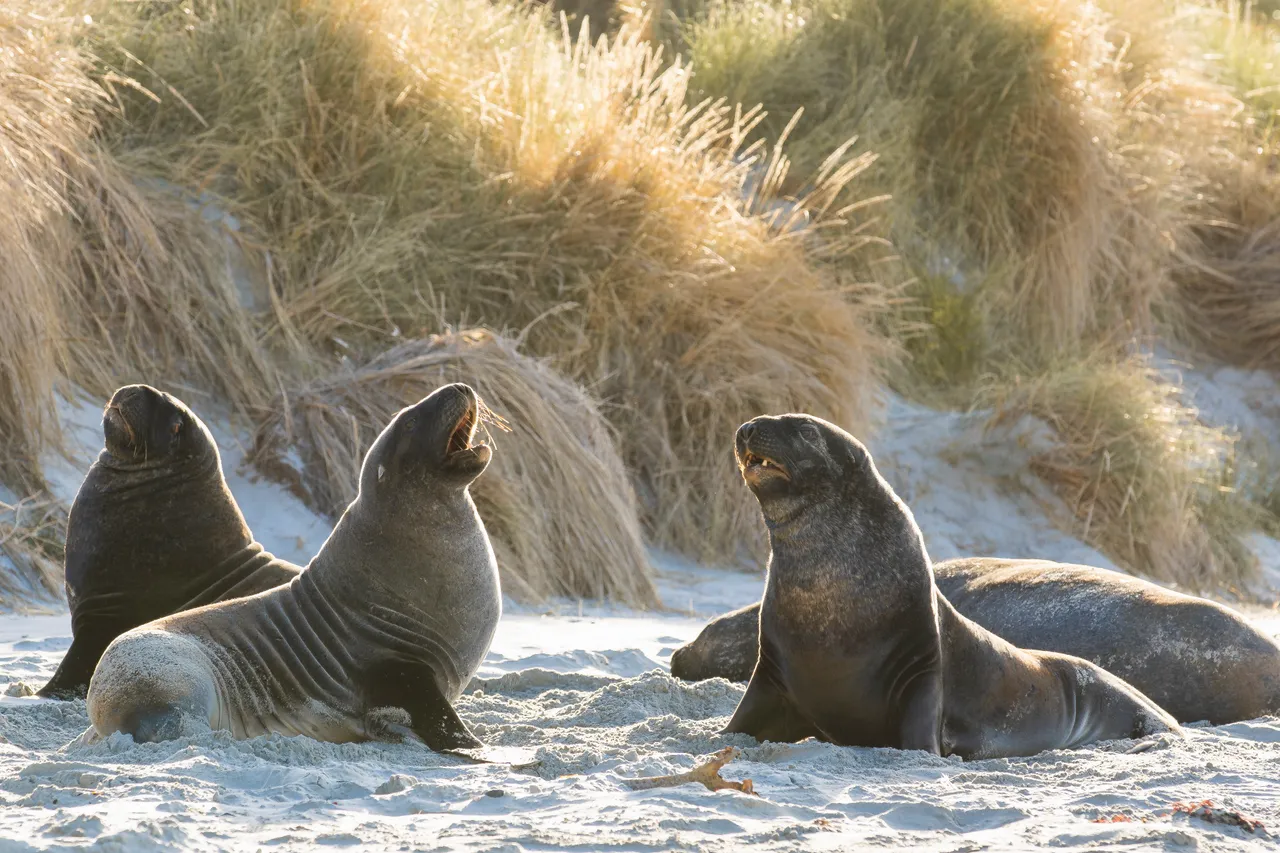 WILDLIFE_ClearwaterWildlifeTours_019_DunedinNZ