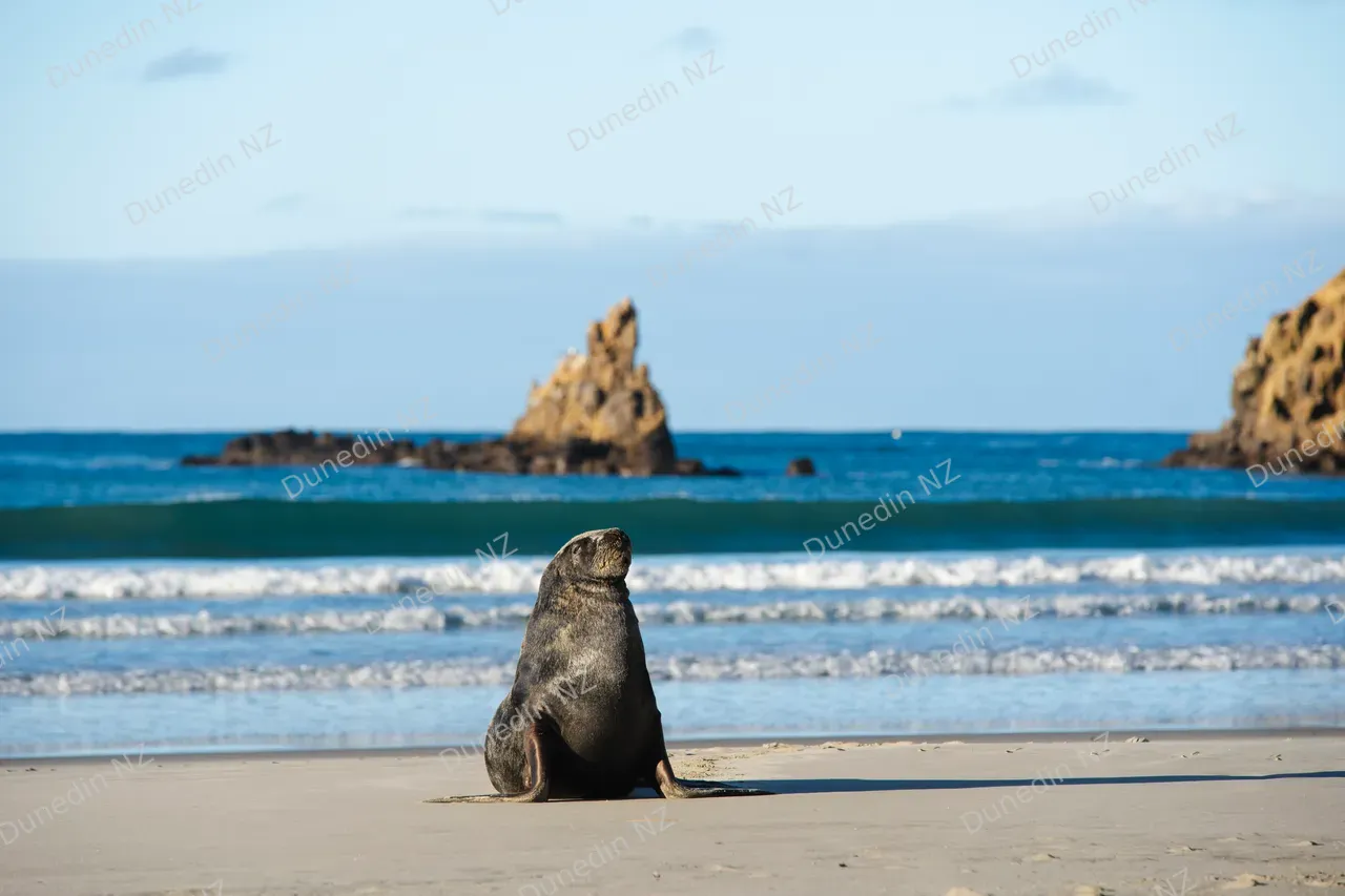 WILDLIFE_ClearwaterWildlifeTours_049_DunedinNZ