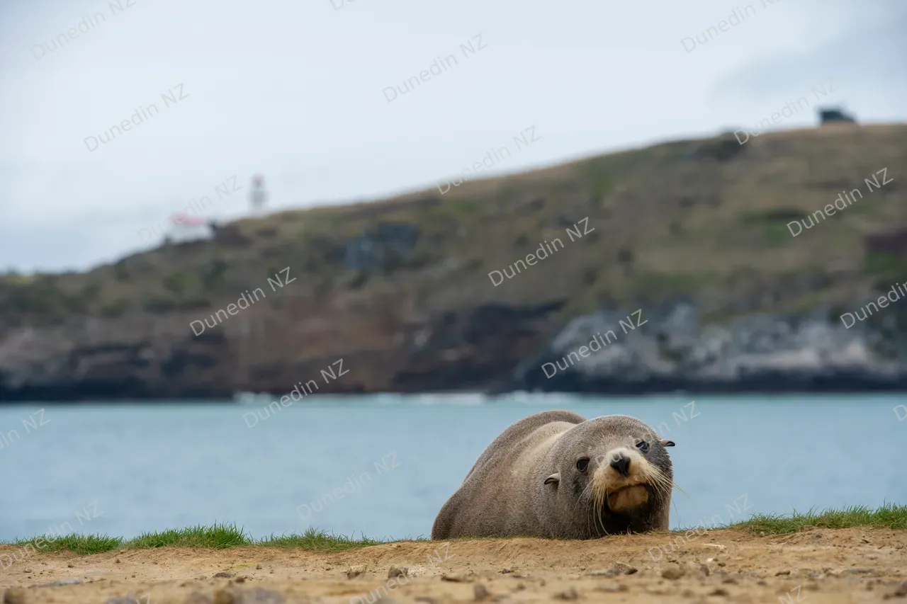 WILDLIFE_NZFurSeal_006_DunedinNZ