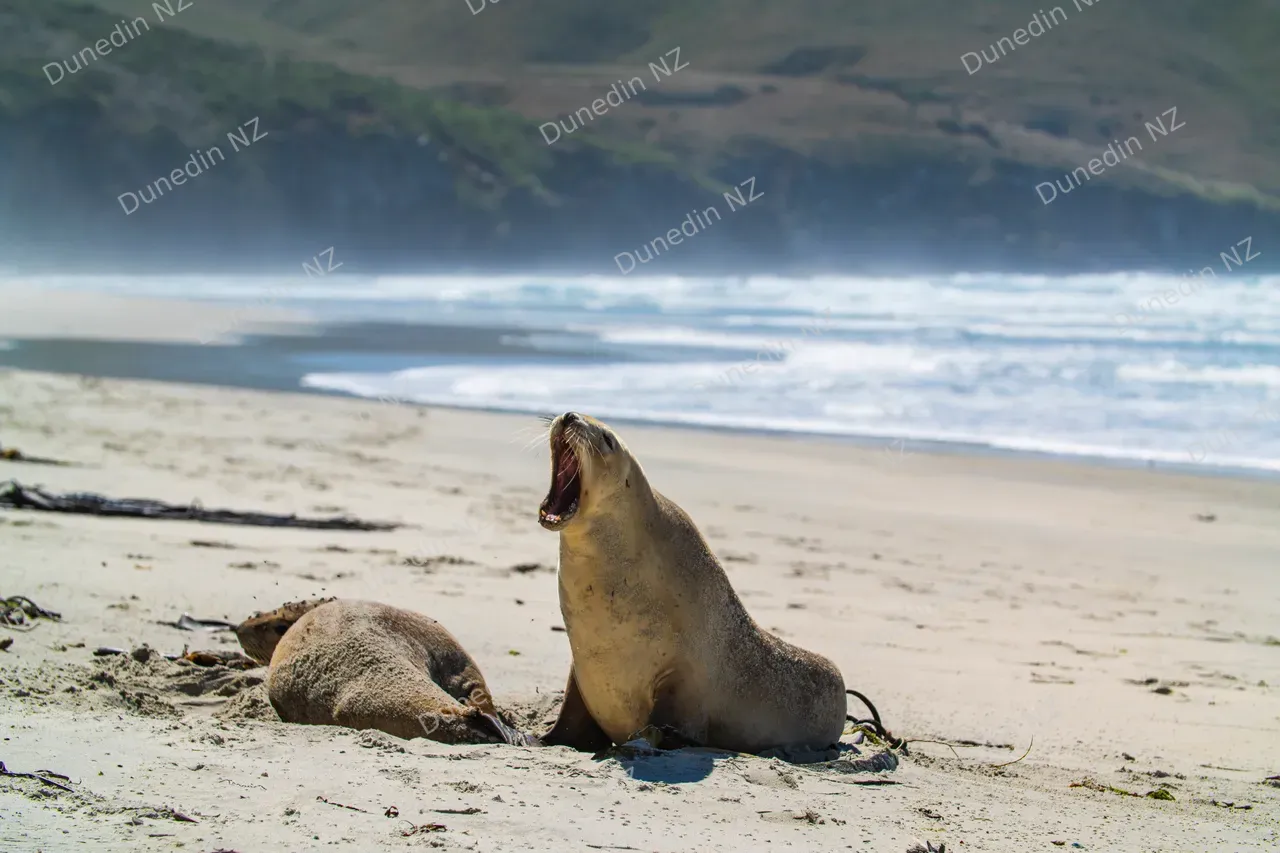 WILDLIFE_SeaLionsAllansBeach_DunedinNZ_032