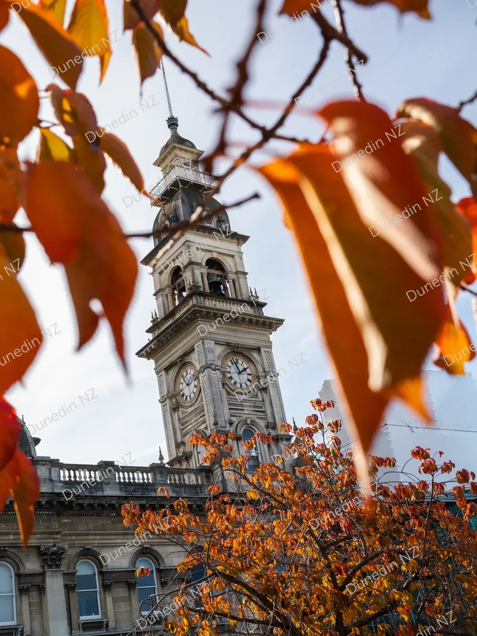SCENIC_AutumnCity_DunedinNZ_002_P1678051