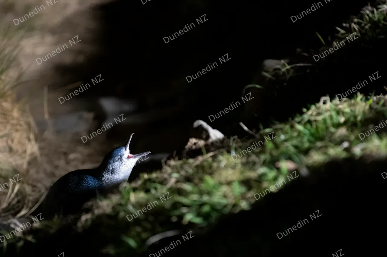 WILDLIFE_LittleBluePenguin_008_DunedinNZ