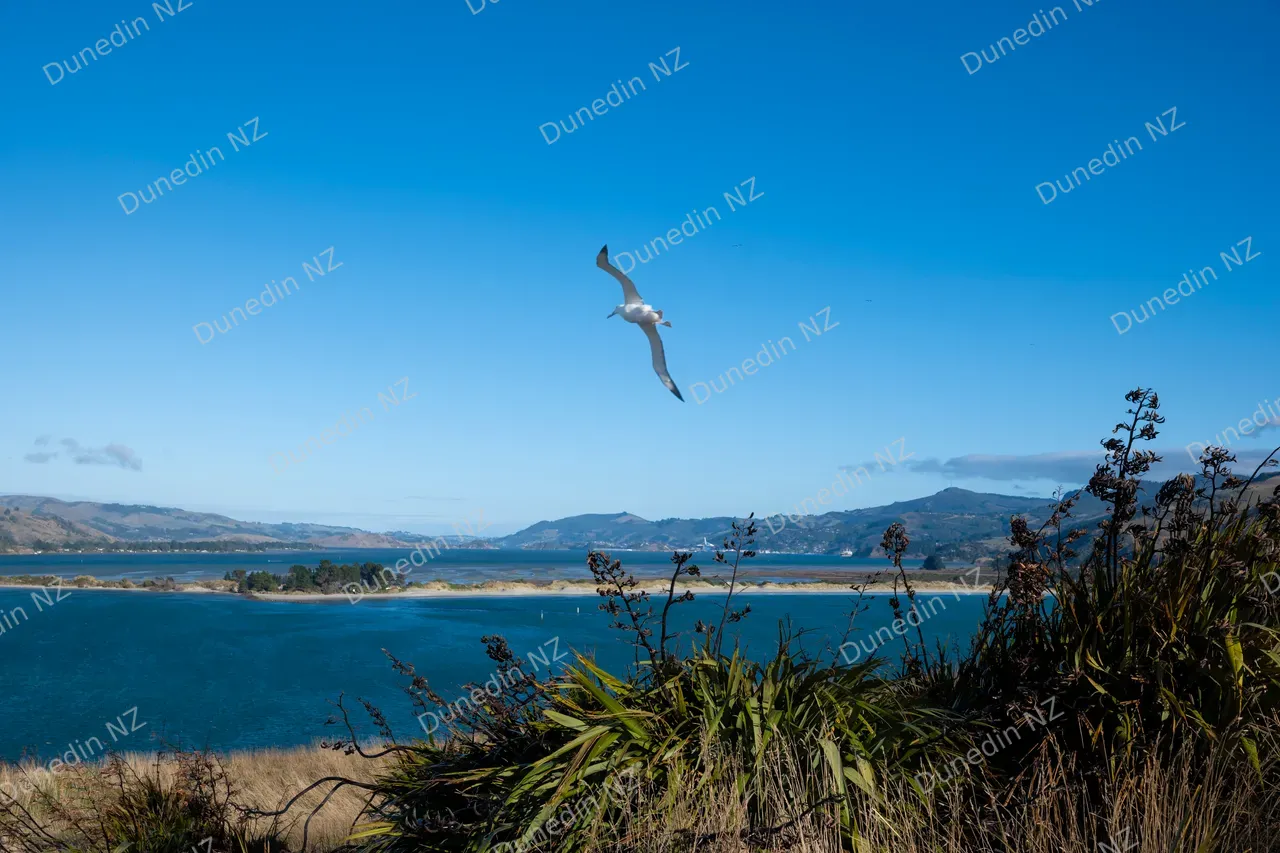 WILDLIFE_Albatross_009_DunedinNZ copy