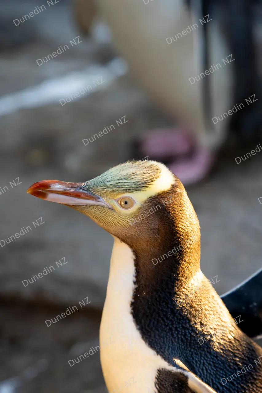 WILDLIFE_YellowEyedPenguinOPERA_006_DunedinNZ