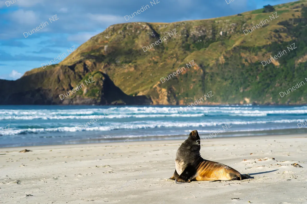 ATTRACTION_DunedinNZ_SeaLionAllansBeach_DSC00018