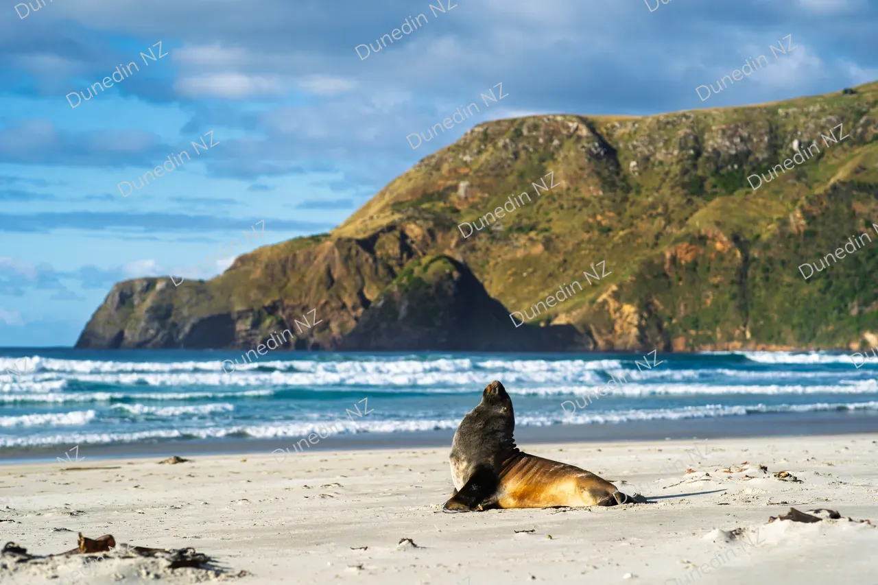 ATTRACTION_DunedinNZ_SeaLionAllansBeach_DSC00105