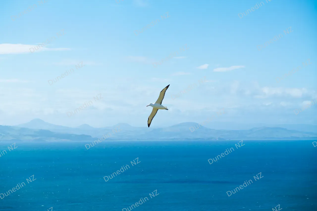 WILDLIFE_RoyalAlbatrossSummer2025_DunedinNZ_001