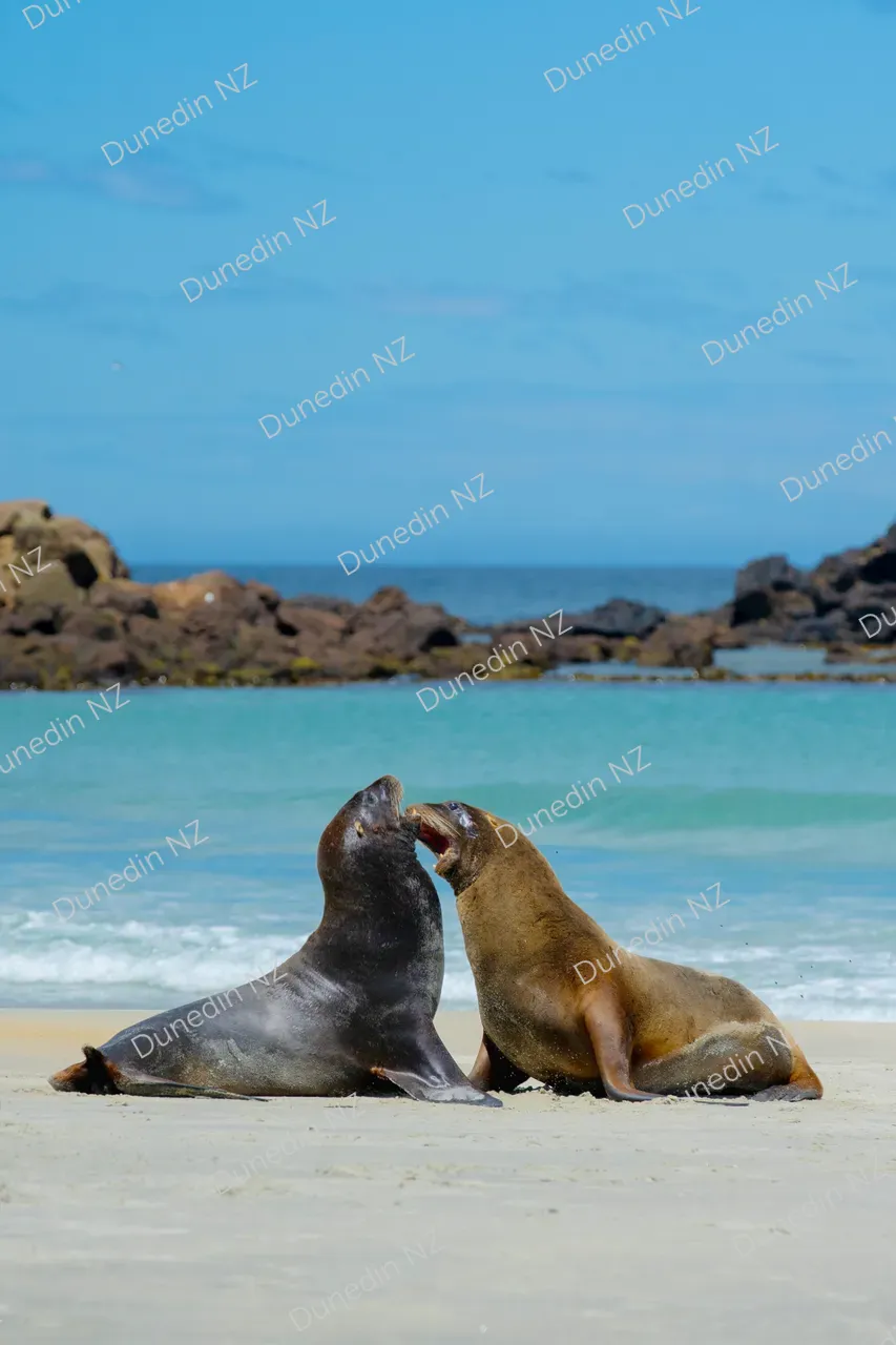 SCENIC_SandflyBaySeals_DunedinNZ_004_DSC08713