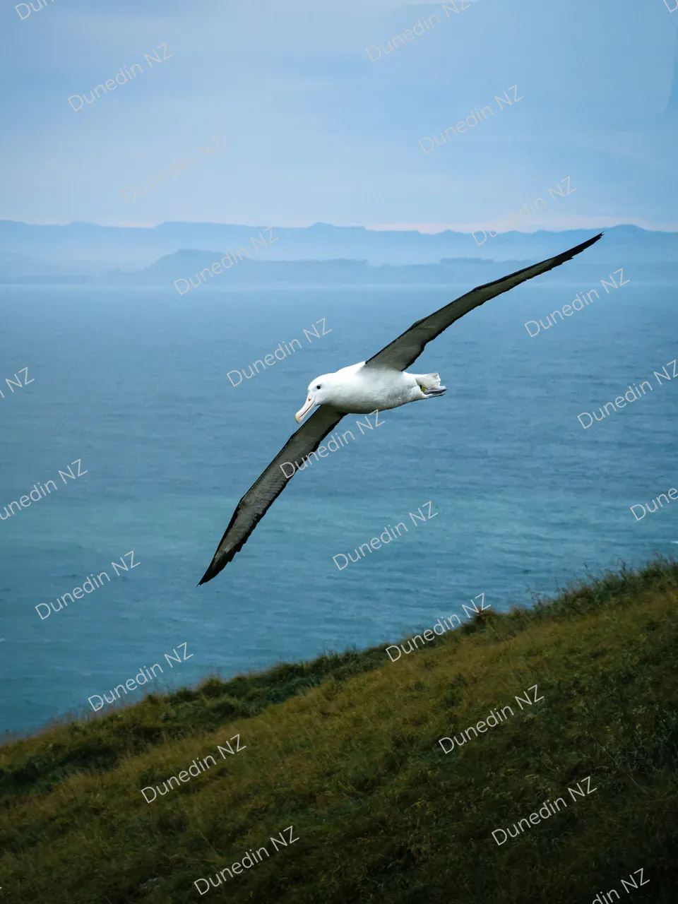 WILDLIFE_Albatross_DunedinNZ_IMG_2398