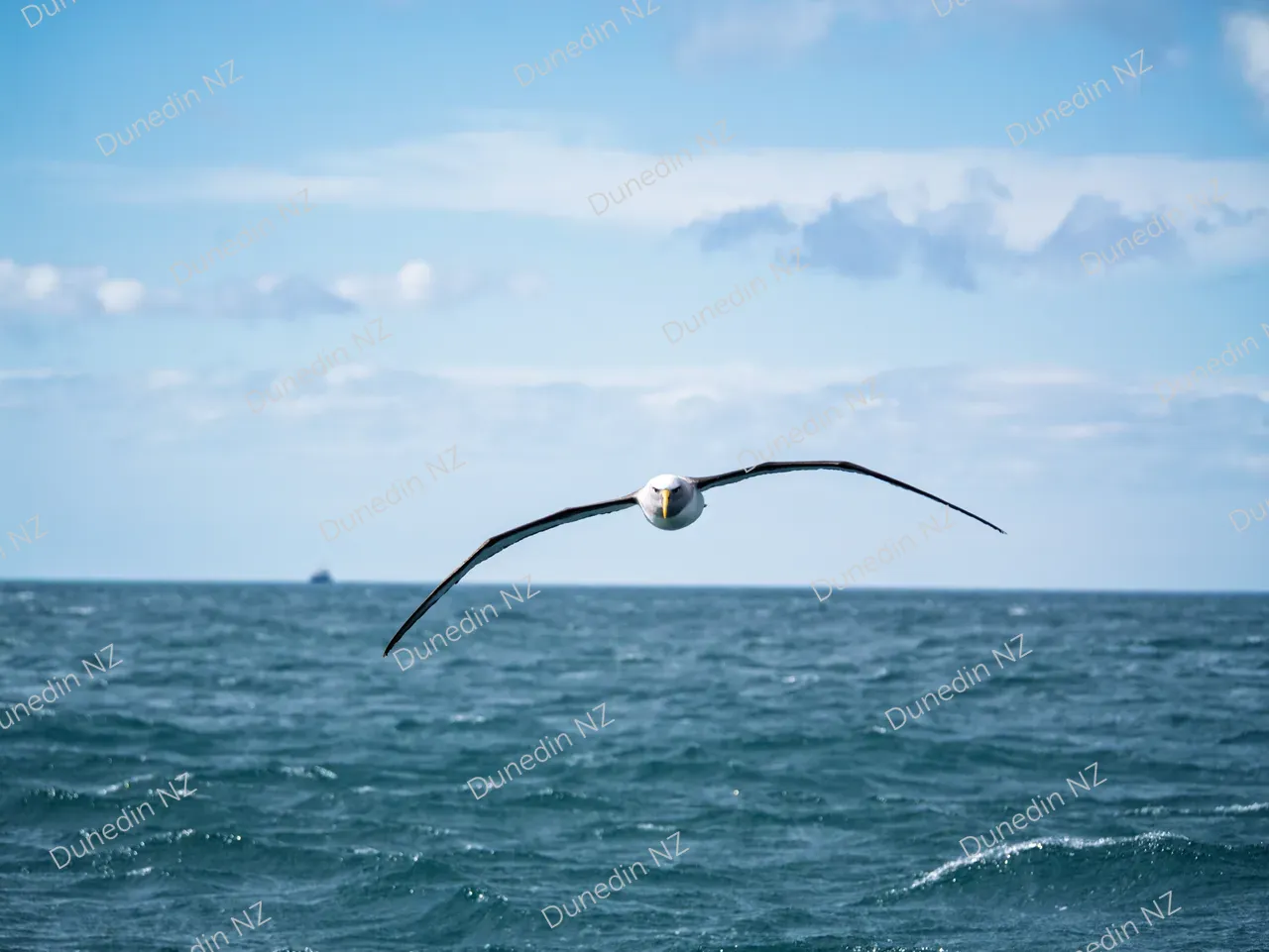 WILDLIFE_Albatross_DunedinNZ_P1430090