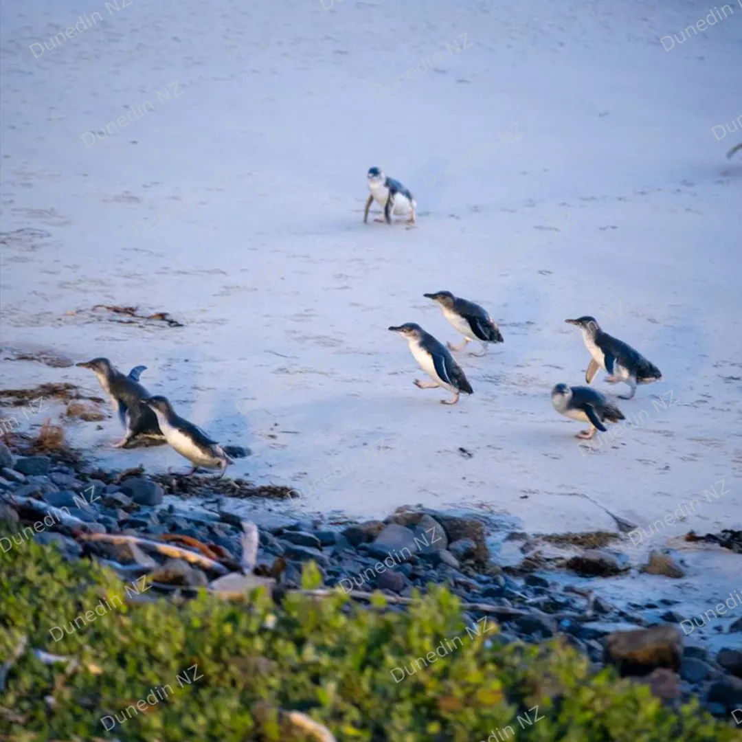 Penguin_Tile_1