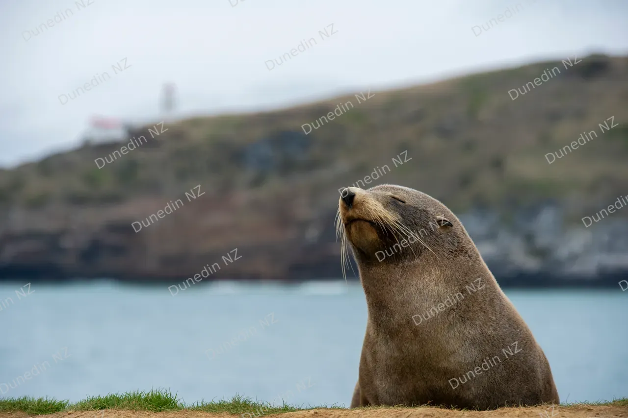 WILDLIFE_NZFurSeal_004_DunedinNZ
