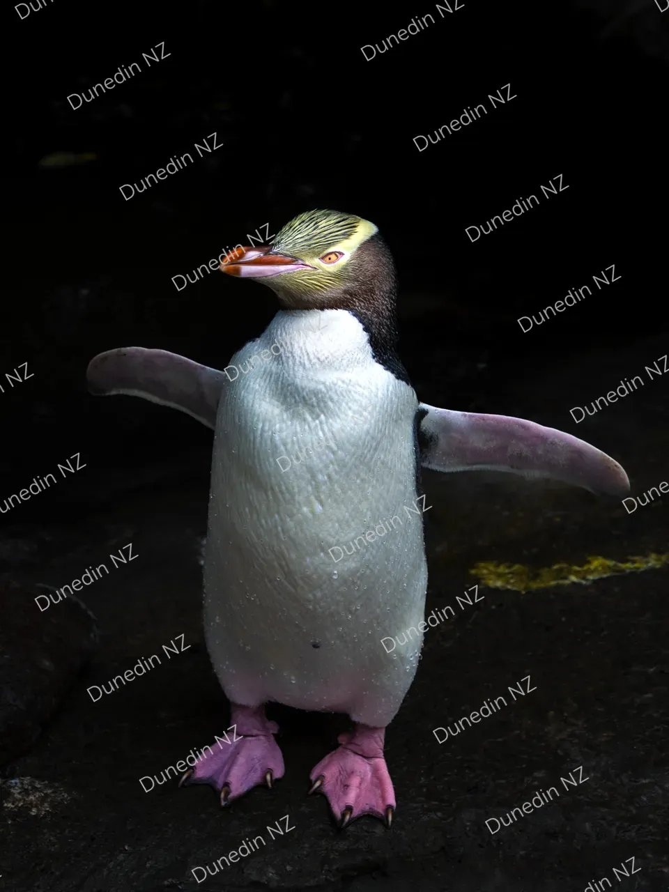 WILDLIFE_YellowEyedPenguin_DunedinNZ_IMG_2358