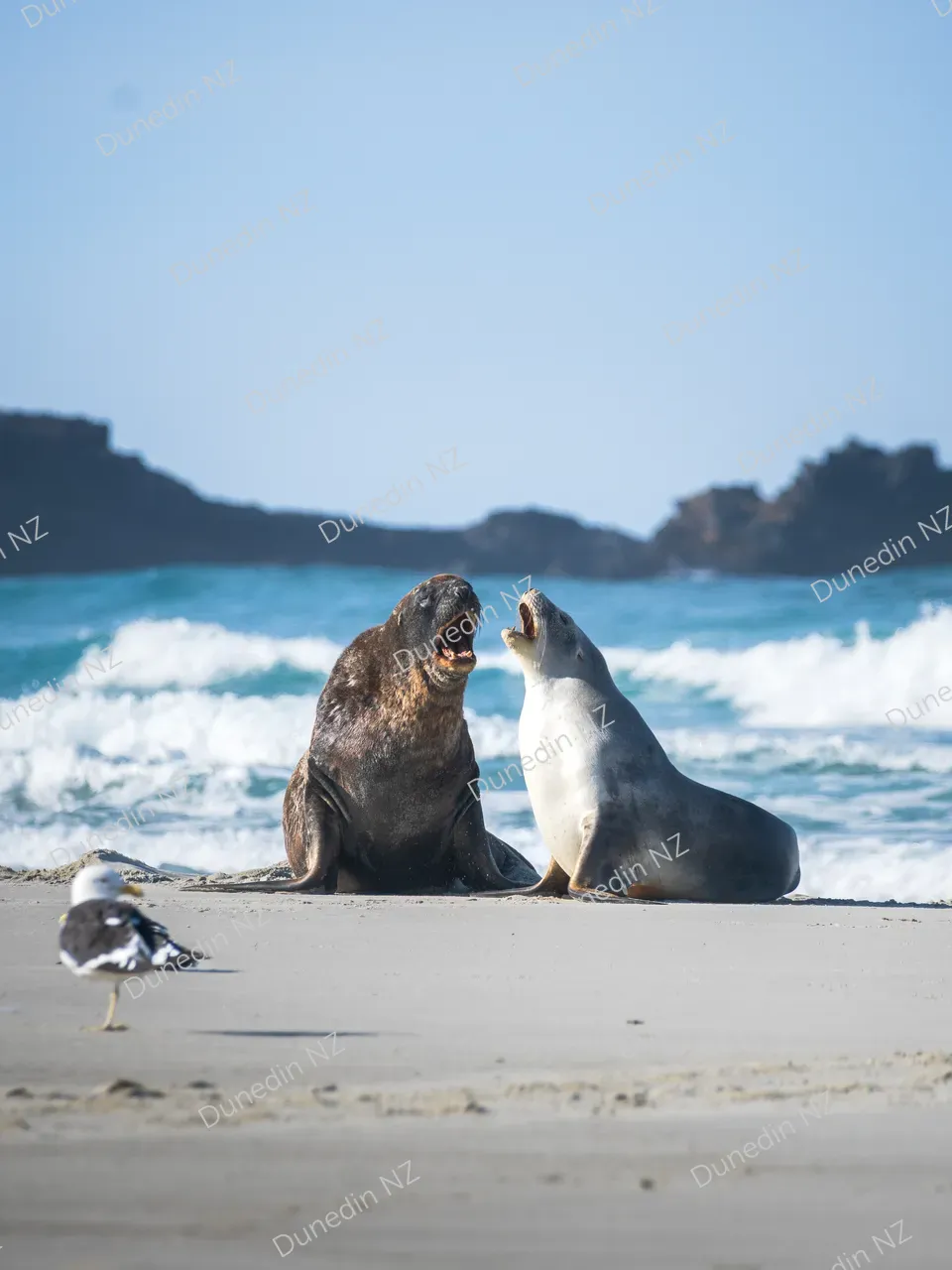 WILDLIFE_SeaLions_DunedinNZ_IMG_3440