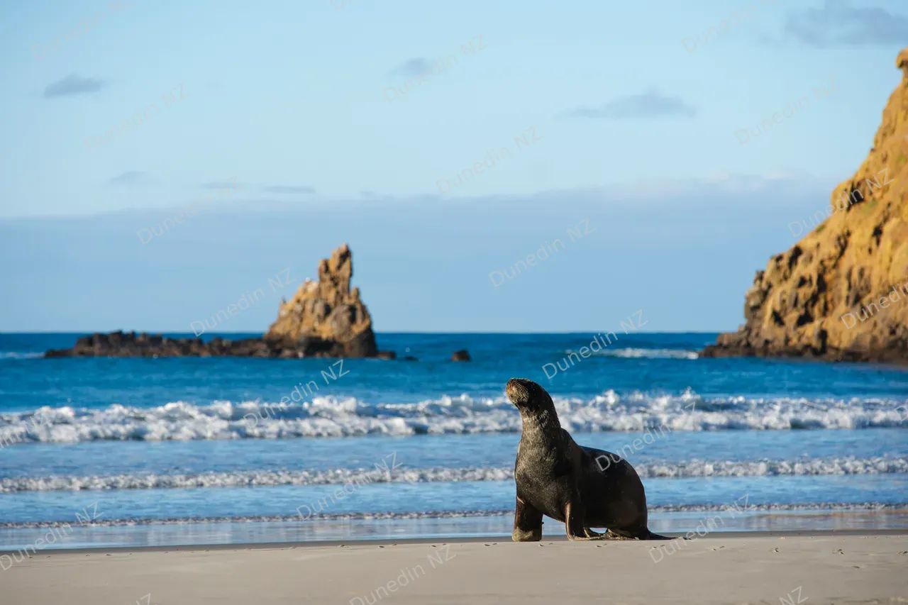 WILDLIFE_ClearwaterWildlifeTours_047_DunedinNZ