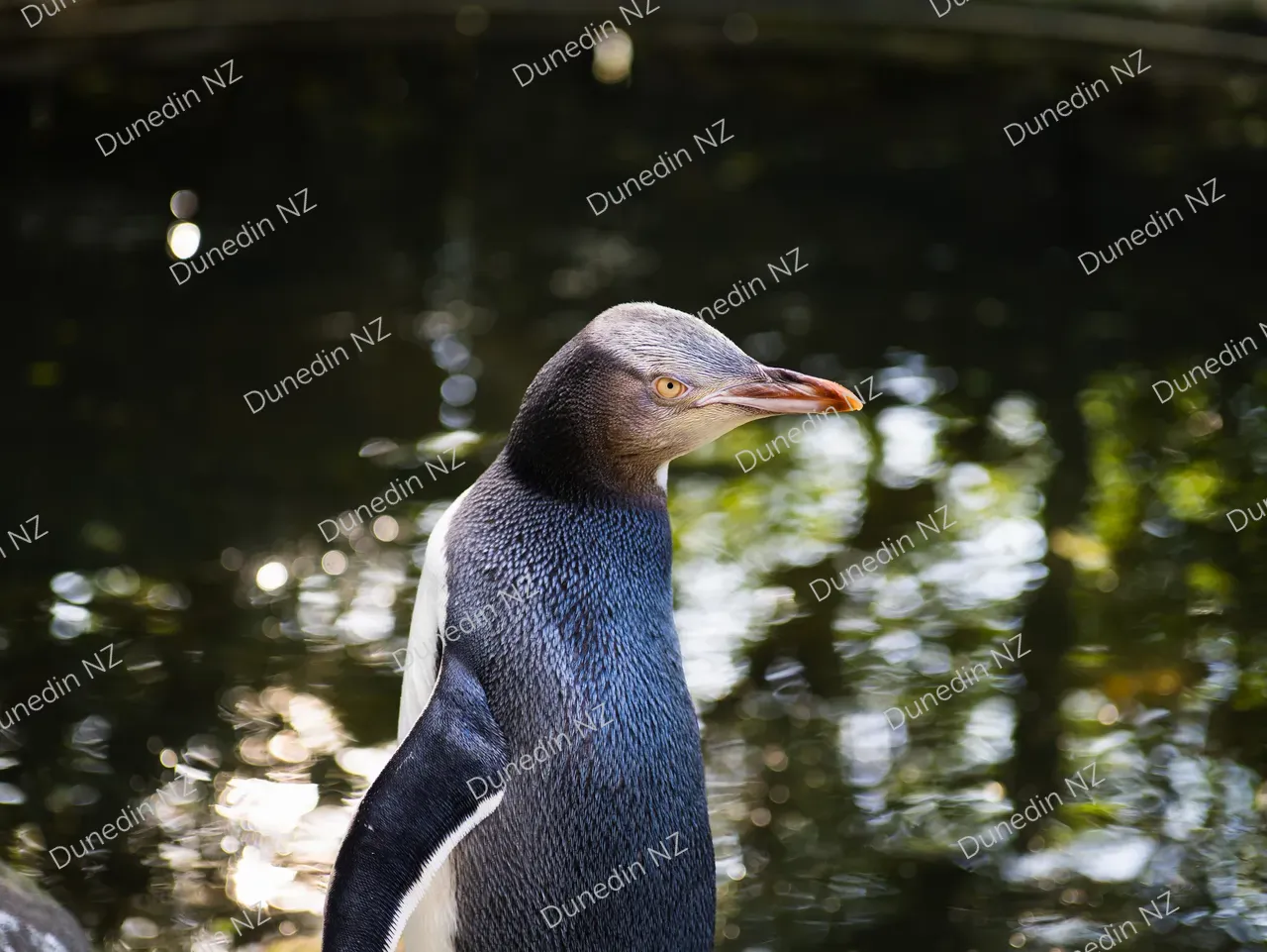 WILDLIFE_DunedinNZ_TheOPERA_P1430199