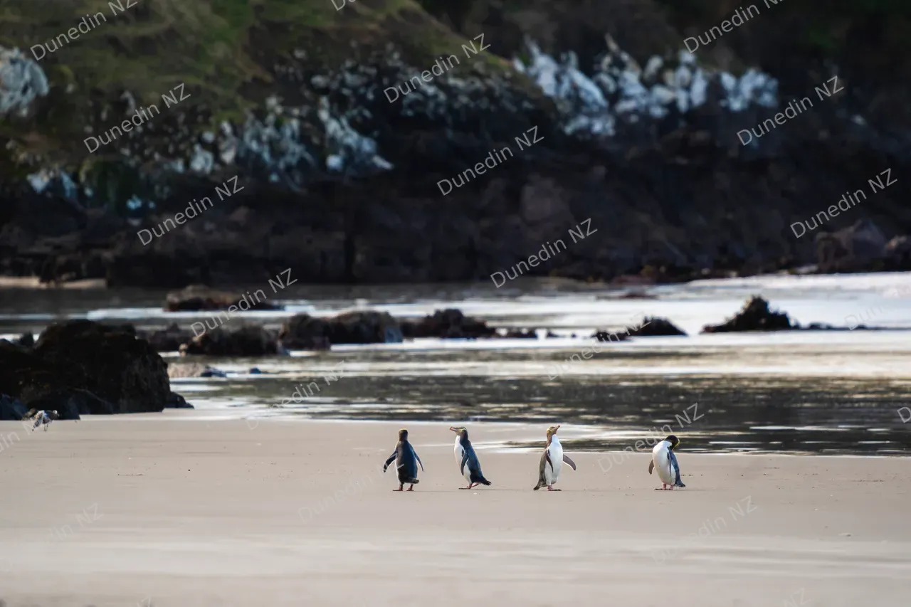 WILDLIFE_ClearwaterWildlifeTours_028_DunedinNZ