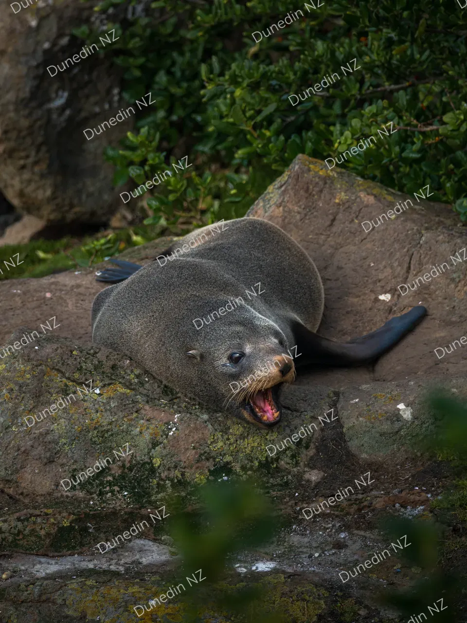 WILDLIFE_SeaLion_DunedinNZ_IMG_2356