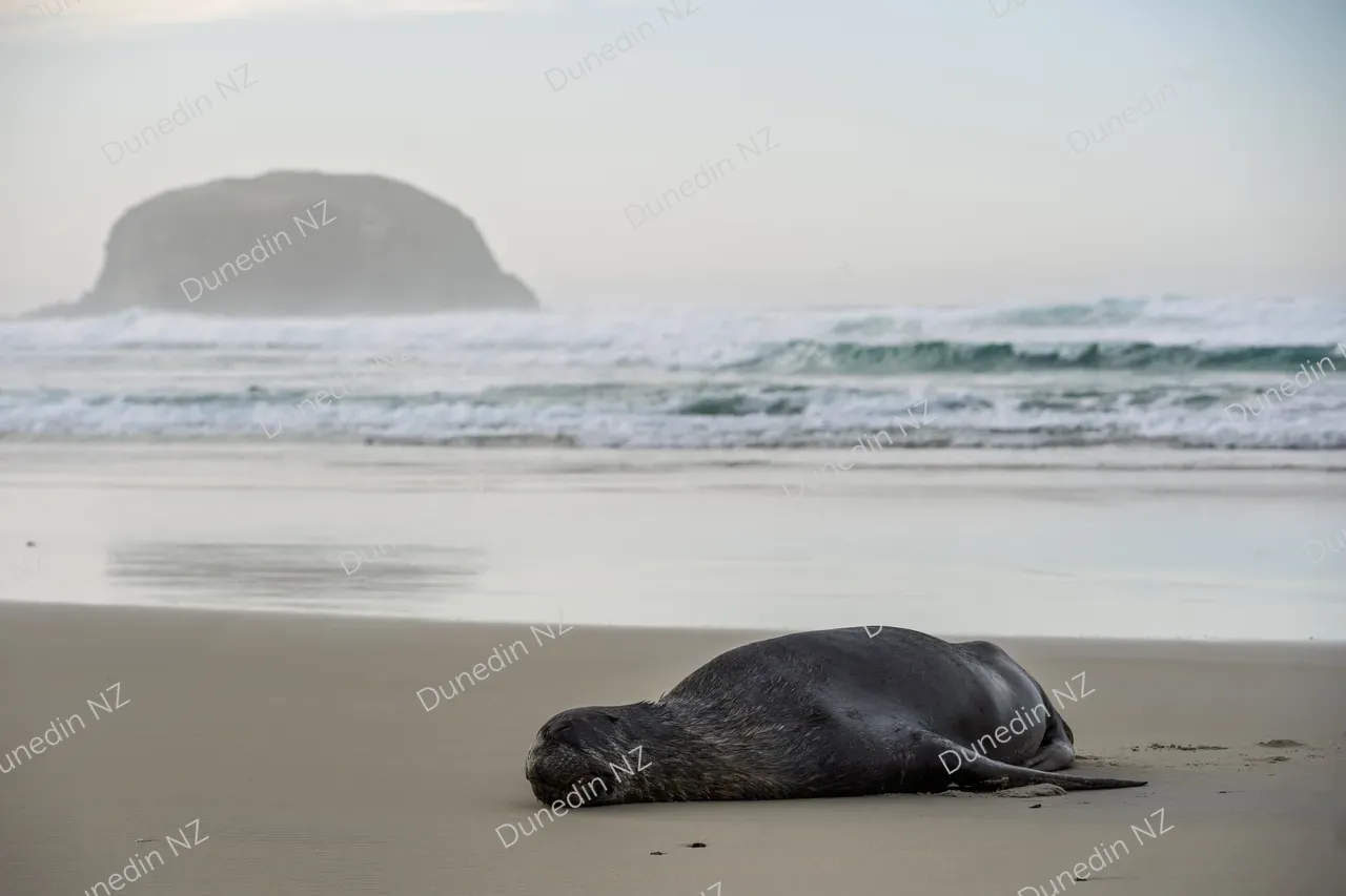 WILDLIFE_DunedinNZ_SeaLionSleeping_DSC02845