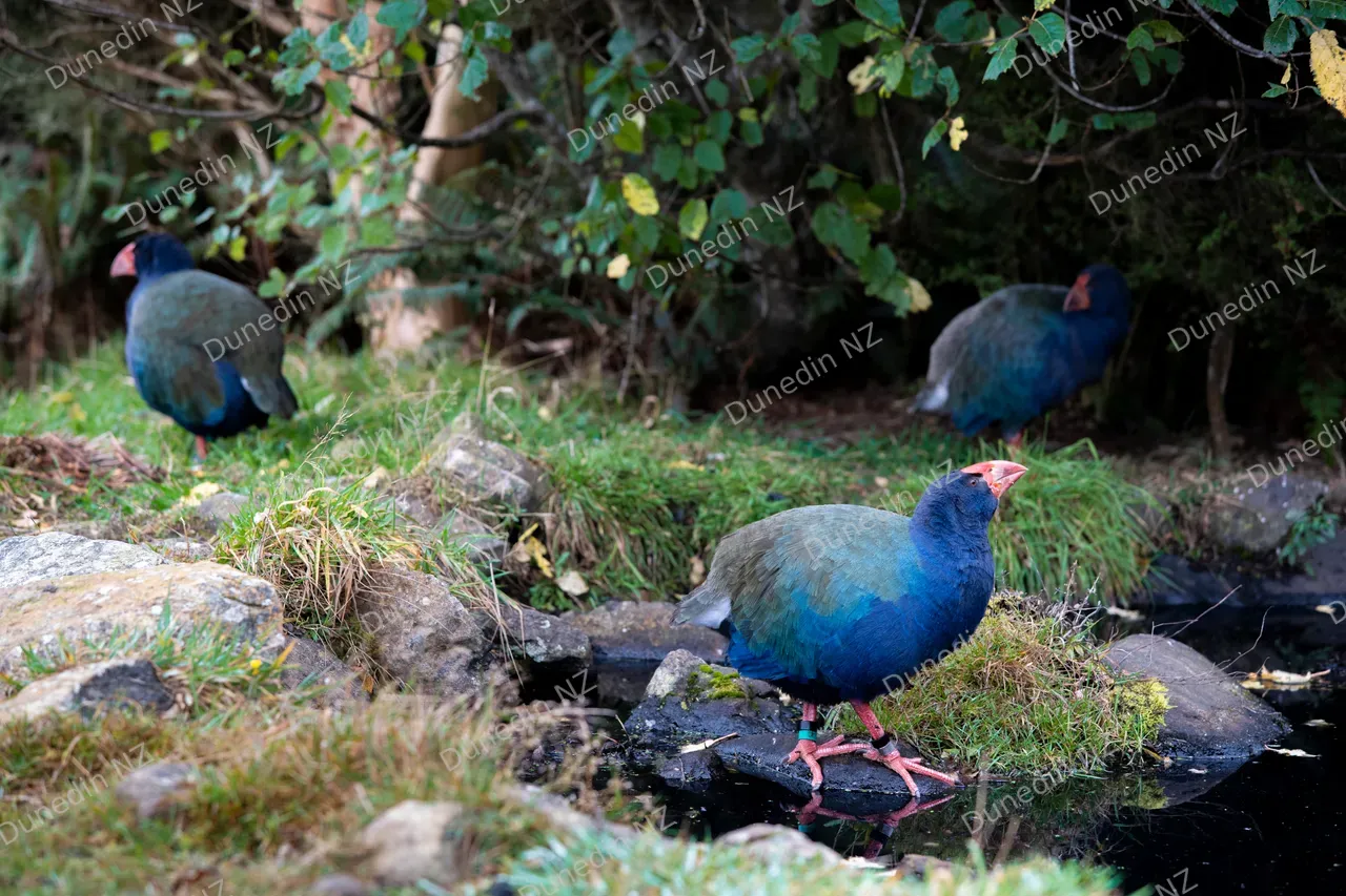 ATTRACTION_OrokounuiEcosanctuary_078_DunedinNZ