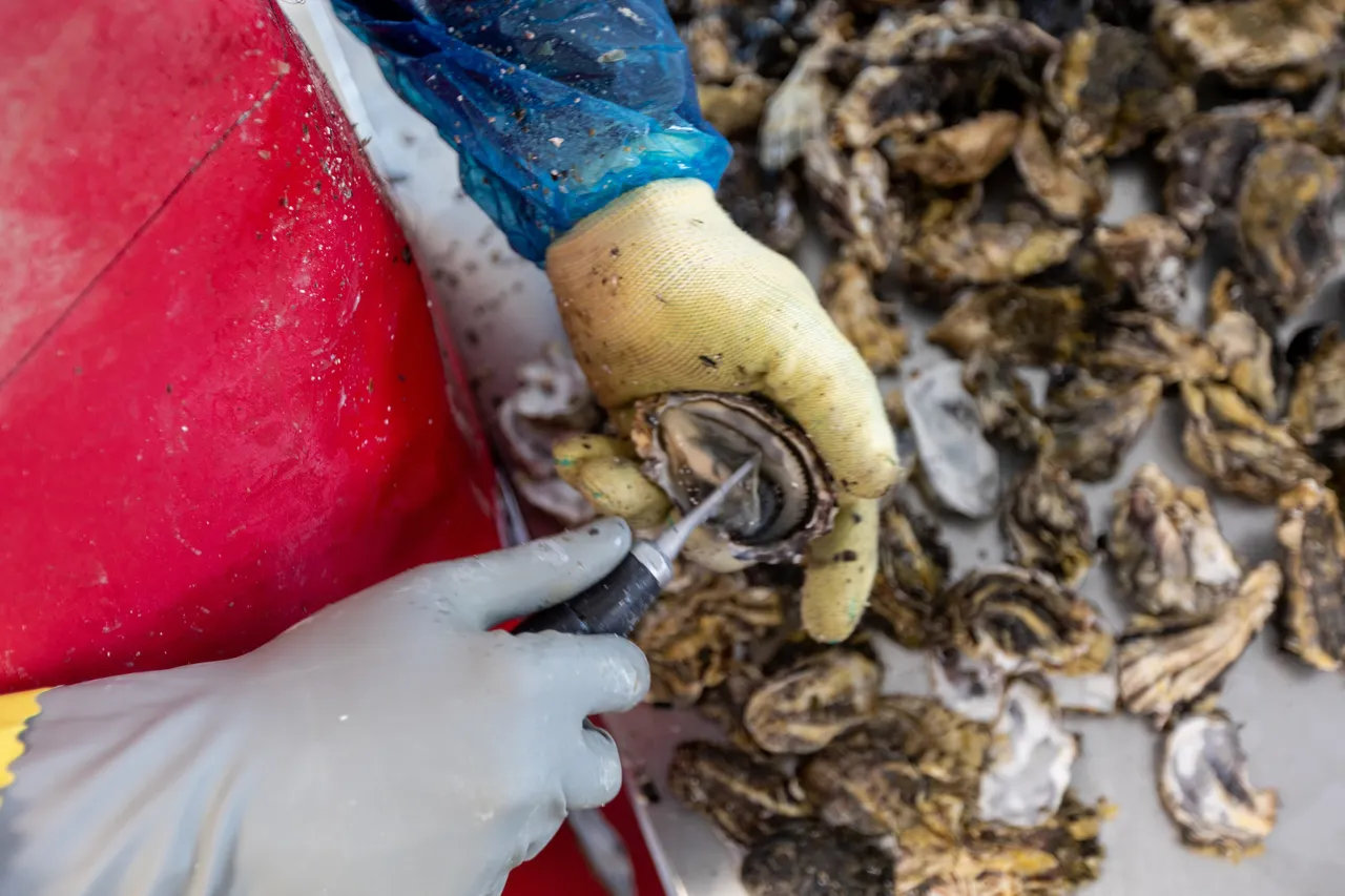 Coromandel Oyster Company