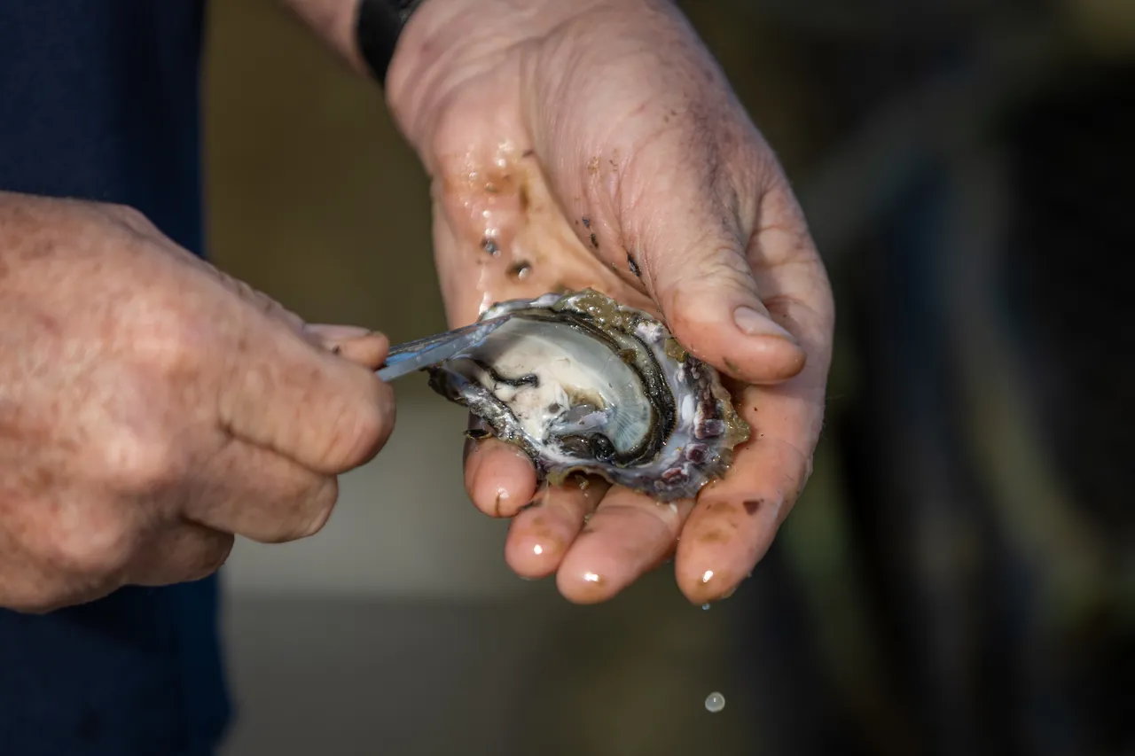 Coromandel Oyster Company