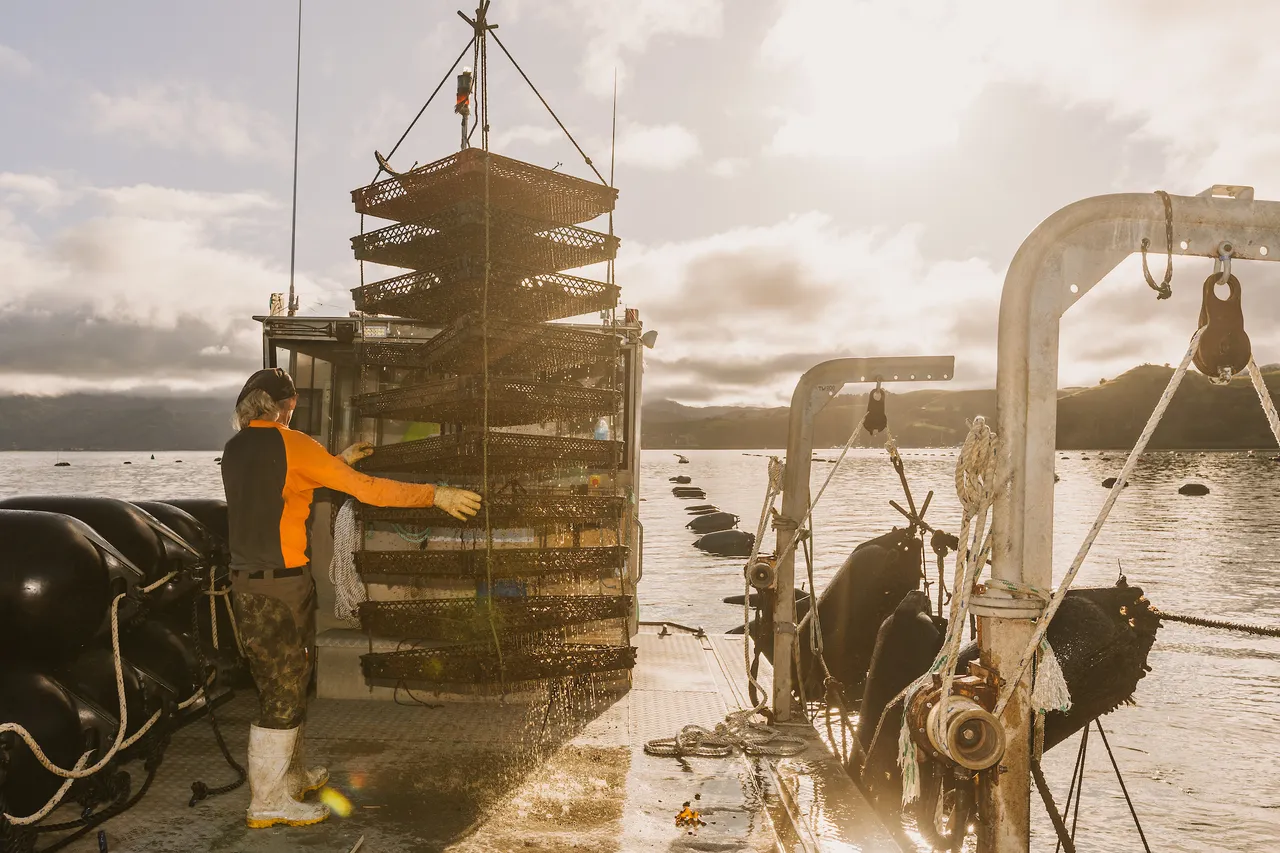 Coromandel Oyster Company - Oyster Harvest