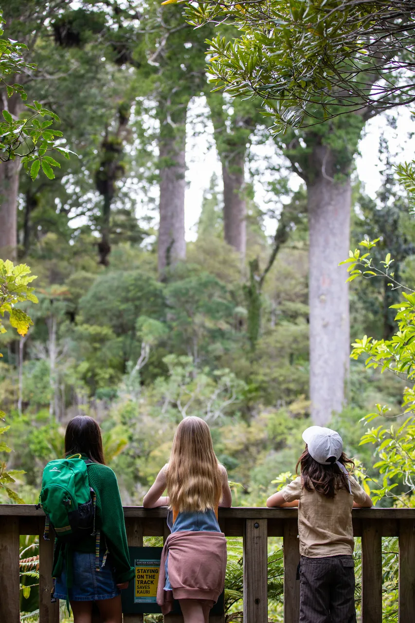Waiua Falls & Kauri Grove 023