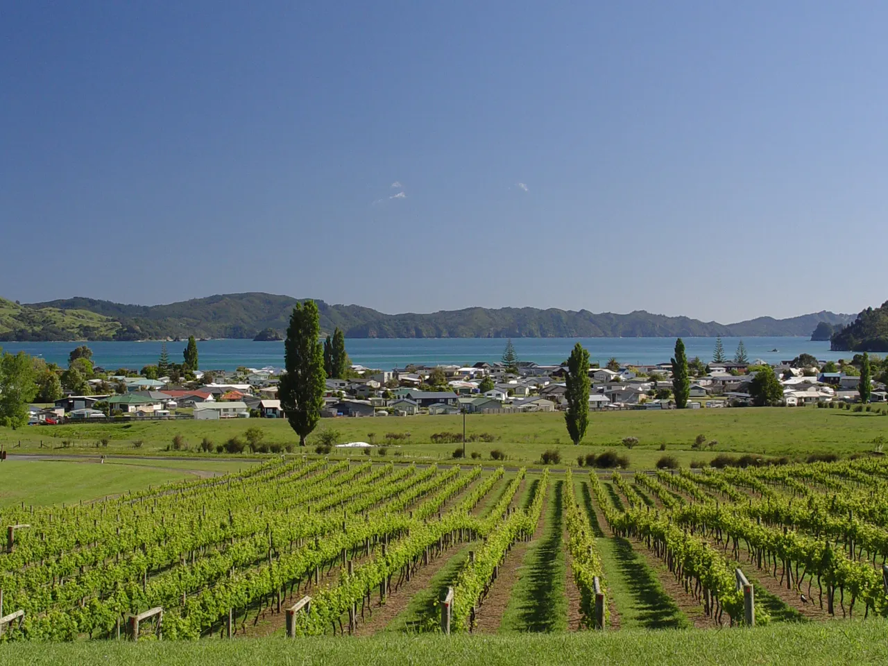 Mercury Bay Estate 1