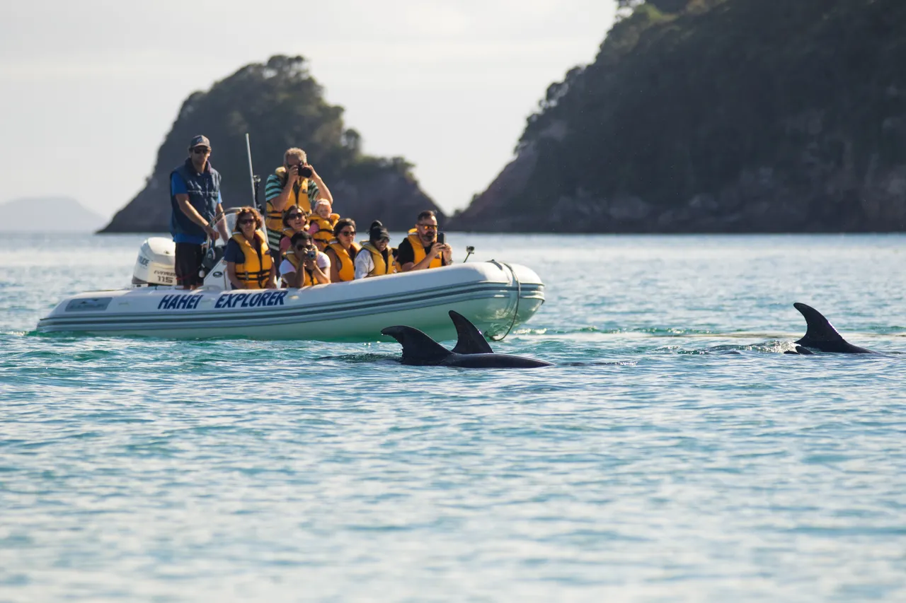 Hahei Explorer - Dolphins