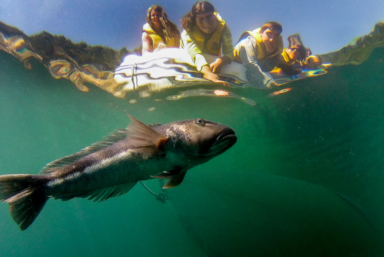 Hahei Explorer - Fish