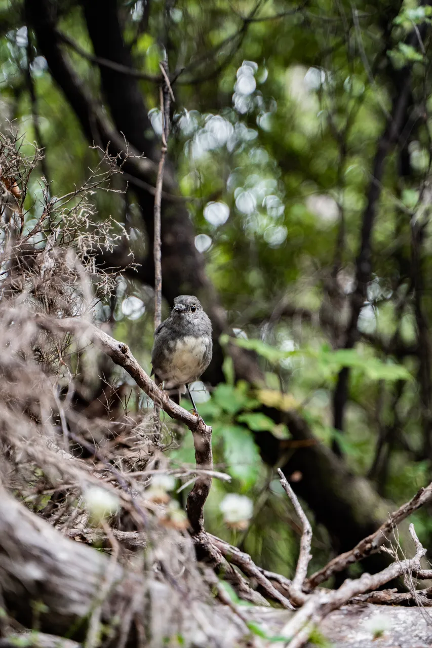 Motuara Bird Sanctuary