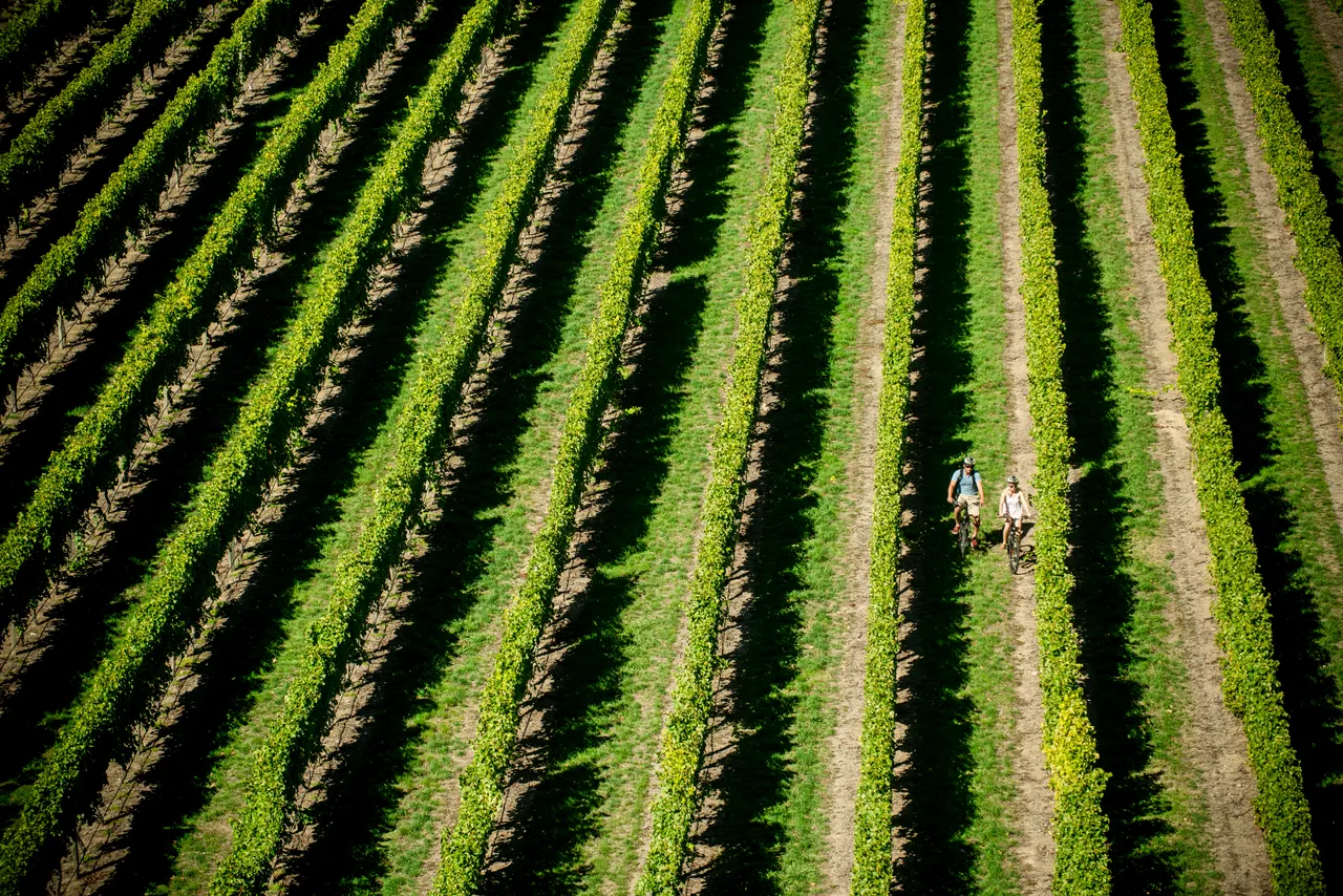Couple bike tour at Brancott Estate