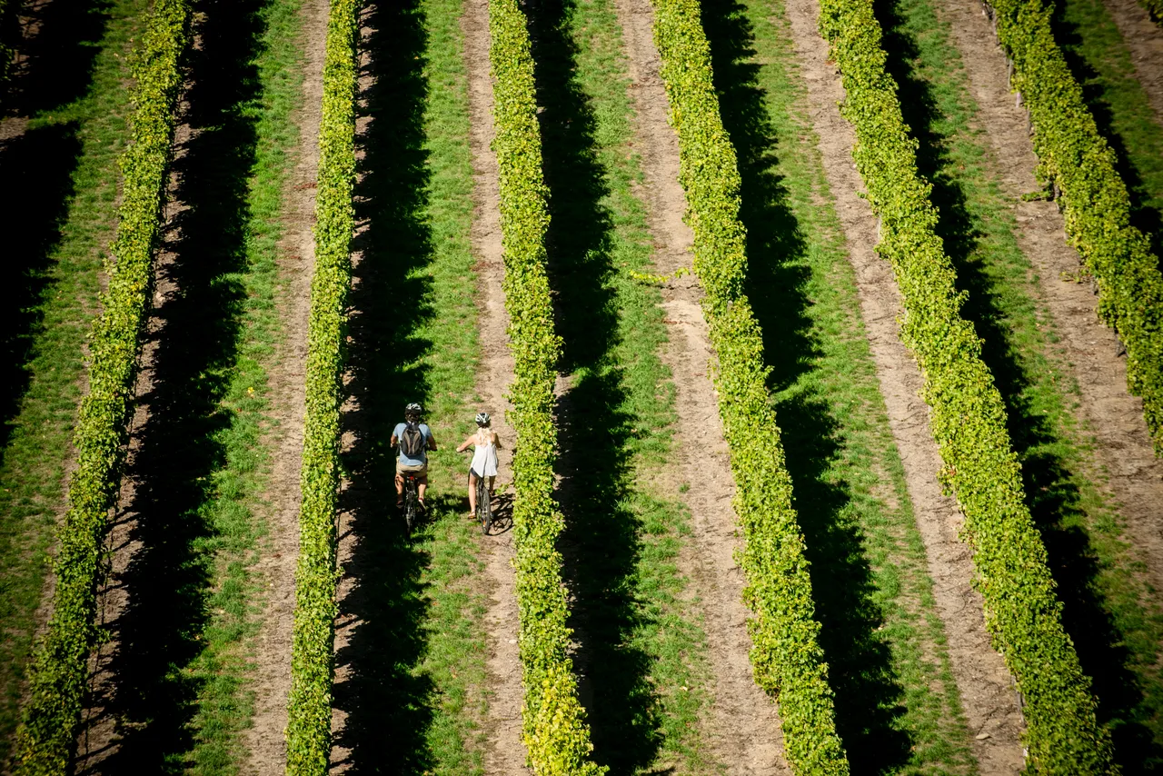 Couple bike tour at Brancott Estate